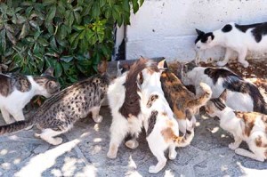 solving the stray cat and dog problem