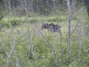finding moose in Algonquin Park